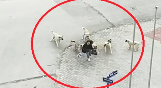 Köpeklerin saldırdığı liseliyi güvenlik görevlisi kurtardı