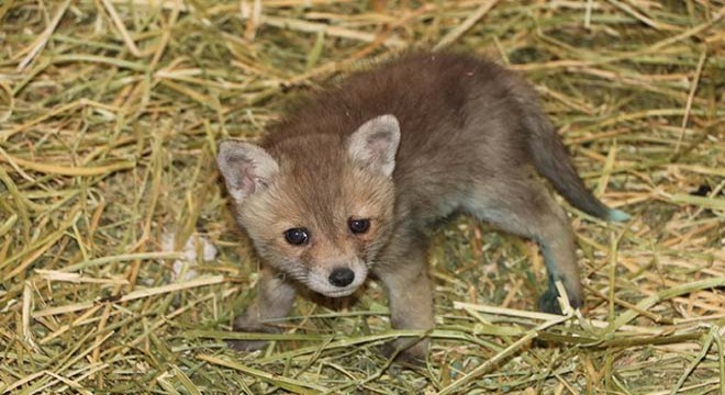 Köpeklerin saldırısına uğrayan yavru tilki tedavi ediliyor