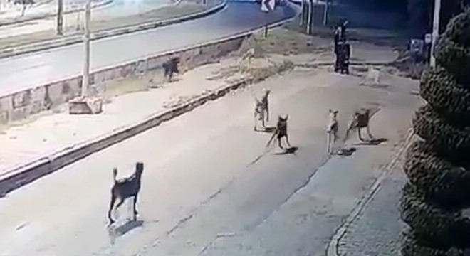 Köpeklerin saldırısında yaralandı