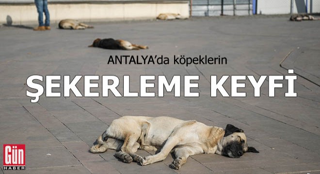 Köpeklerin 'şekerleme' keyfi