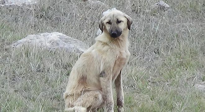 Köpeklerin yaylada ölüme terk edilmesine tepkiler sürüyor