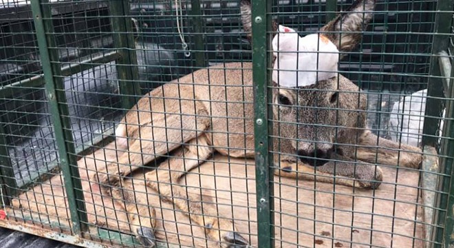 Köpeklerin saldırdığı karacaya tedavi