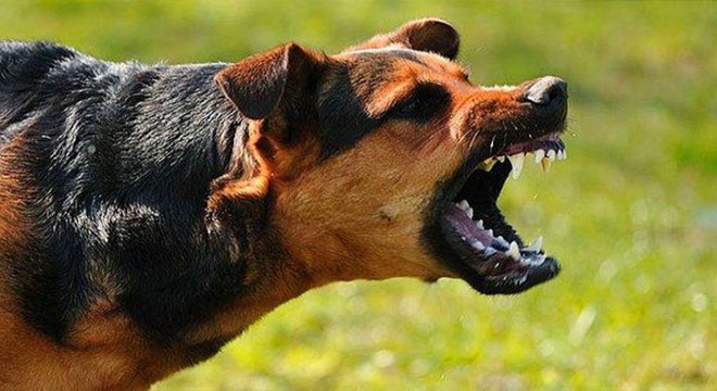 Köpeklerin saldırısına uğrayan baba- oğul yaralandı