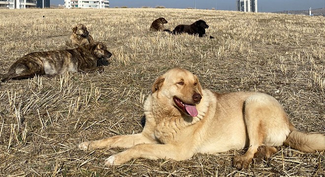 Köpeklerin zehirli etle öldürülmesine tepki