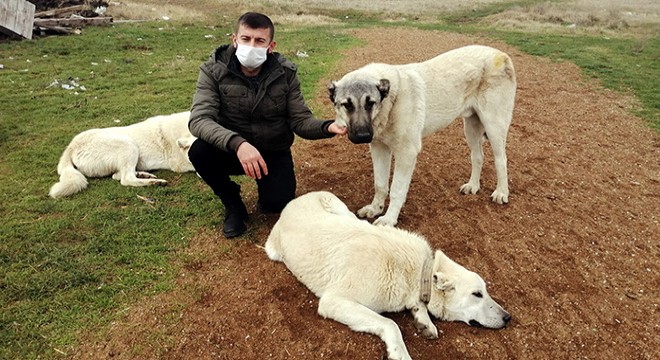 Köpeklerini öldürdüğünü iddia ettiği komşusunu darbetti