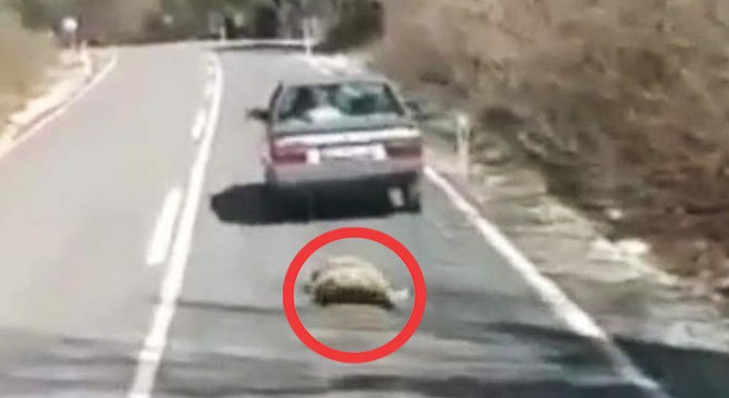 Köpeklerini sürükleyen iki sürücüye 773'er TL ceza