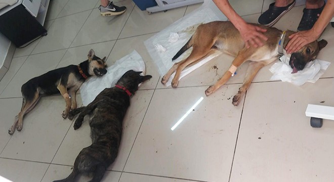 Köpeklerini zehirleyeni bulana 10 bin TL ödül verecek
