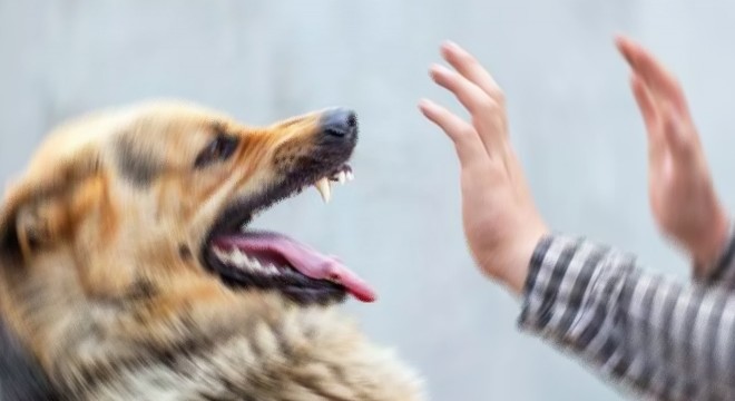 Köpekten kaçan Efekan'a otomobil çarptı
