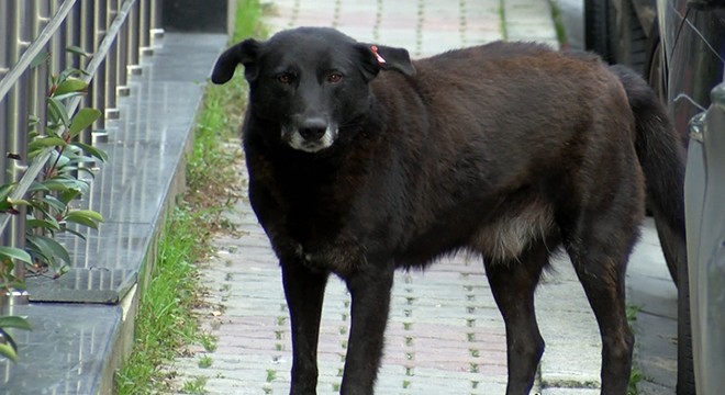 Köpekten kaçarken 6 metre yükseklikten böyle  düştü