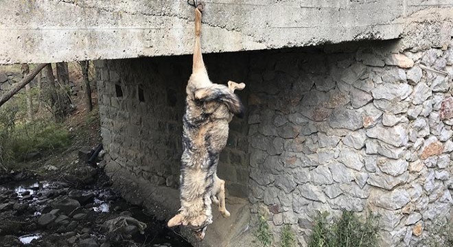 Köprü korkuluklarına asılı kurt ölüsünün sırrı çözüldü