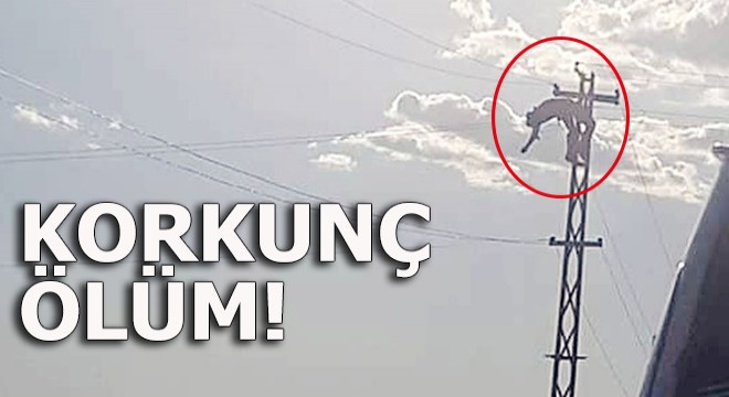 Korkunç ölüm!