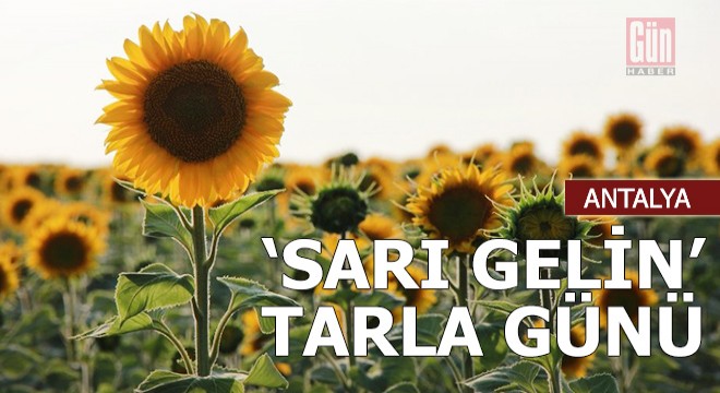 Korkuteli'de ayçiçeği tarla günü