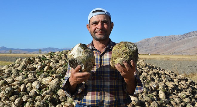Korkuteli'de şeker pancarı hasadı