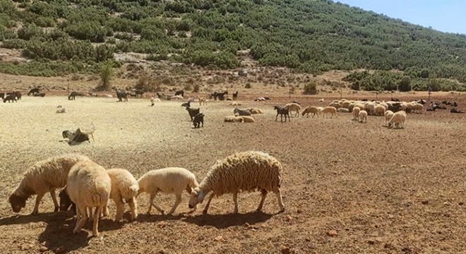 Korkuteli'den Manavgatlı yangınzedelere hayvan desteği