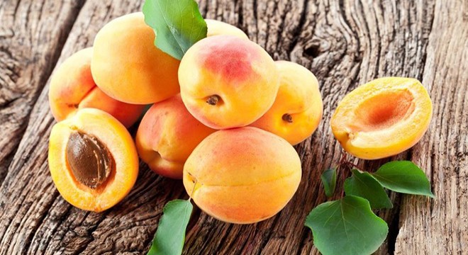 Korkuteli kayısısında ihracat hareketliliği