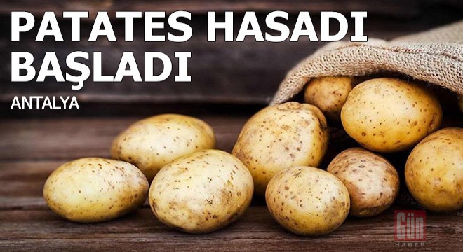 Korkuteli de patates hasadı başladı