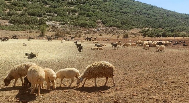 Korkuteli den Manavgatlı yangınzedelere hayvan desteği