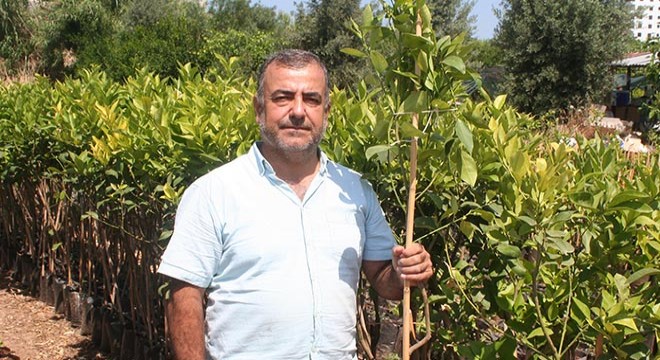 Korona sürecinde limon fidanı satışları patladı