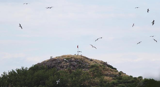 Koronavirüs Hoynat Adası'ndaki kuşlara yaradı