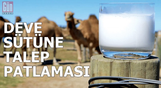 Koronavirüs döneminde, deve sütüne talep patlaması