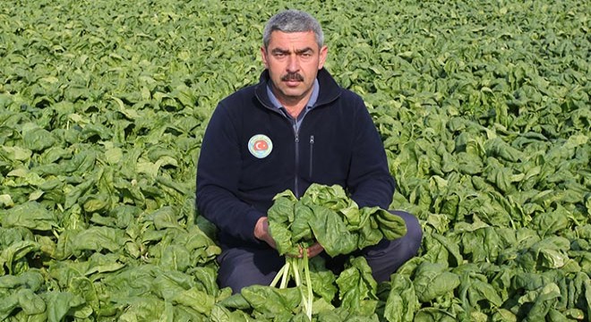 Koronavirüs talebi azalttı, ıspanak tarlada kaldı