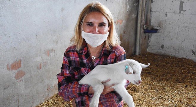 Koronavirüs günlerini keçi çiftliğinde geçiriyor