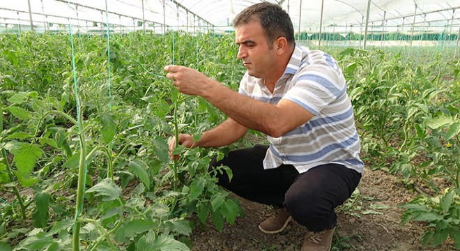 Koronavirüs salgını, örtü altı üretimi artırdı