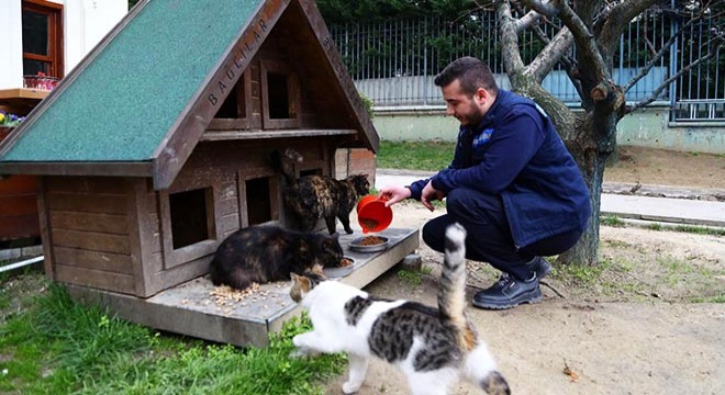 Koronavirüs salgınında sokak hayvanları unutulmadı