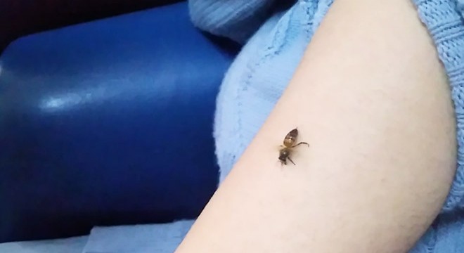 Koronavirüse iyi geldiğini öne sürüp, kendilerini bal arılarına ısırtıyorlar
