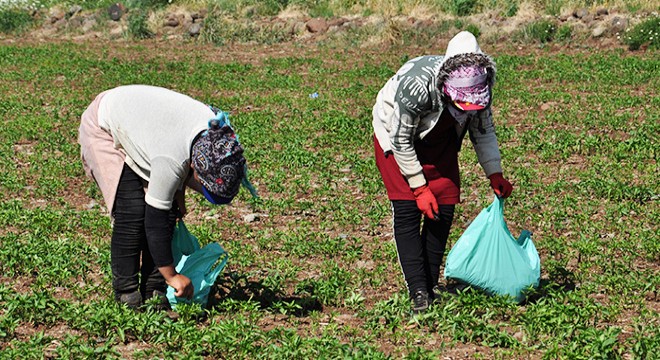 Koronavirüse rağmen biber üretimi durmuyor