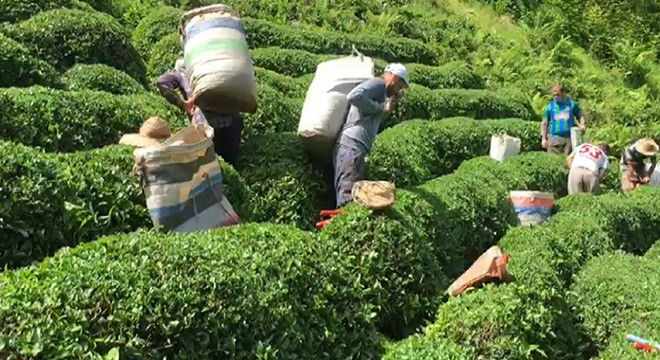 Koronavirüse yakalanan üreticinin çayını komşuları topladı