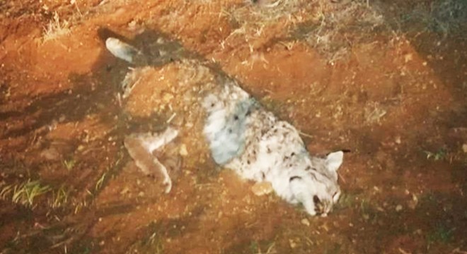 Koruma altındaki vaşak tüfekle öldürüldü
