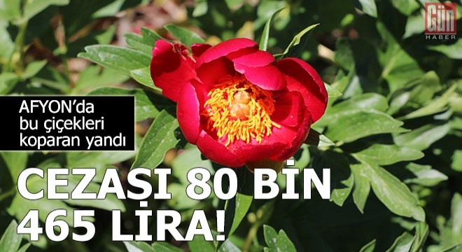 Koruma altındaki ayı güllerini koparmanın cezası 80 bin 465 TL