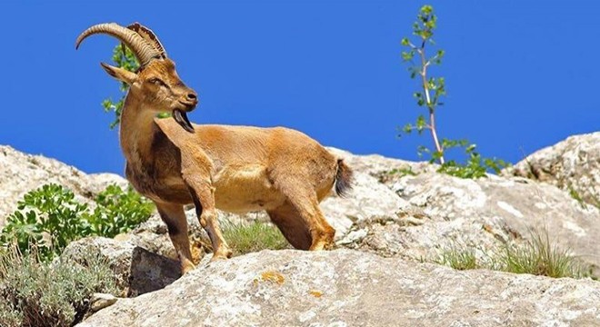 Koruma altındaki yaban keçisini avlayan 3 kişiye para cezası