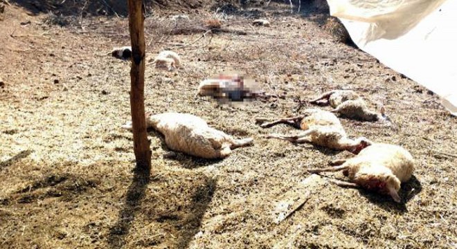 Köyceğiz'de kurtlar 13 koyunu telef etti