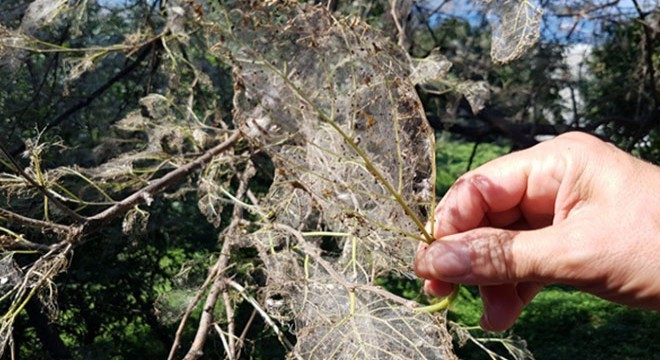 Köyde tırtıl istilası; kapı, pencere açamıyorlar