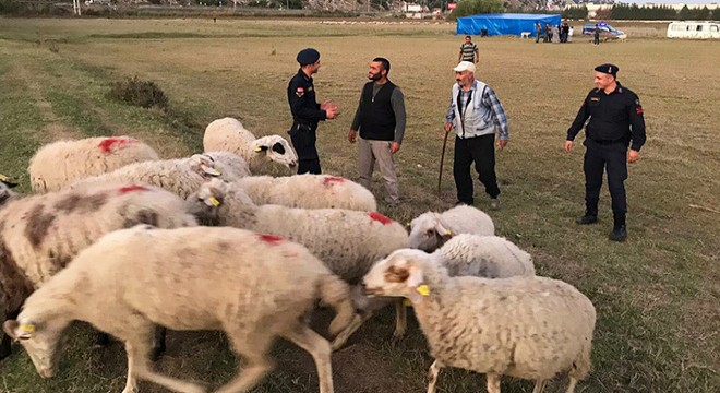 Koyun hırsızlarına jandarmadan suçüstü