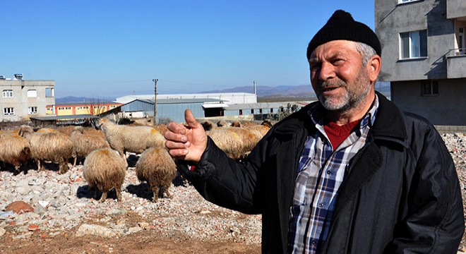 Koyun-keçi vebası rastlanan mahalle karantinaya alındı