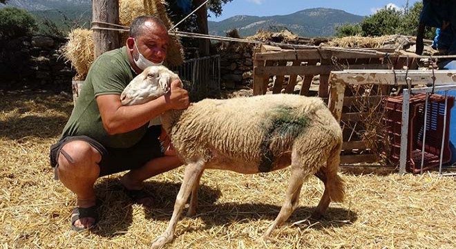 Koyunları, köpeklerce telef edilen mahalleli tedirgin