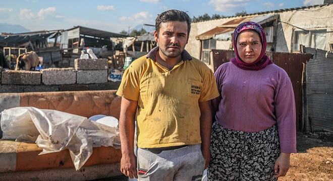 Koyunları can çekişerek öldü, zehirlenme iddiasında bulundu