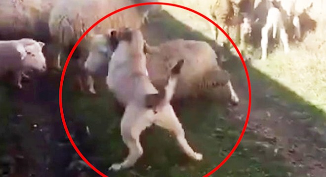 Koyunu, köpeğe boğduran kişiye 947 lira ceza