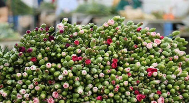 Kraliçe Elizabeth'in cenazesi için Türkiye'den 13 ton çiçek yola çıktı