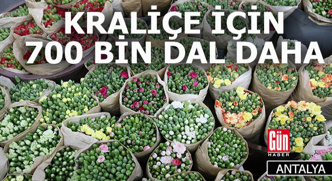 Kraliçe çiçekten 5 milyon kazandıracak
