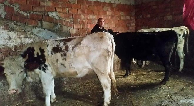 Krediyle aldığı inekleri çalındı