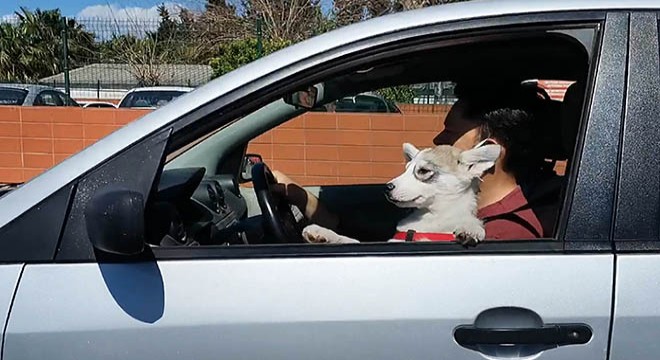 Kucağında köpeğiyle otomobil kullandı