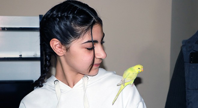 Küçük Irmak, gözyaşlarıyla aradığı kuşu 'Limon'a kavuştu
