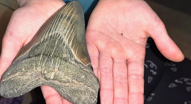 Küçük kız, sahilde Megalodon köpekbalığının dişini buldu