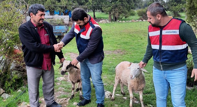 Küçükbaş hayvan hırsızları yakalandı