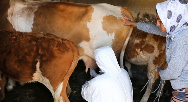 Kuduz vakası görülen köy, 2 ay karantinaya alındı