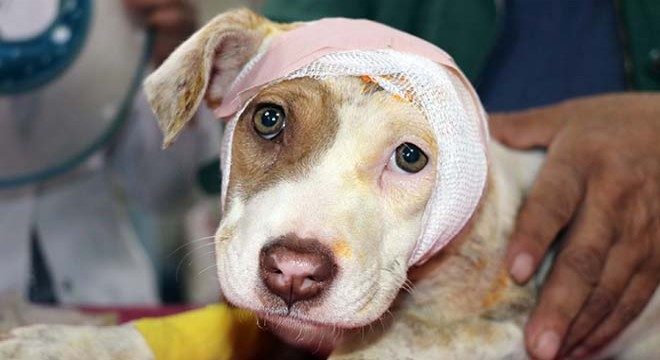 Kulağını kestikleri köpeği, çuvalla dernek kapısına bıraktılar